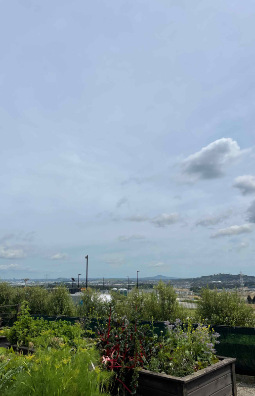 La vue du jardin de notre HelpX sur Auckland